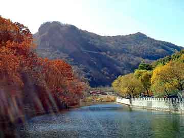 新澳门二四六天天开奖，百岁堂野生银杏茶